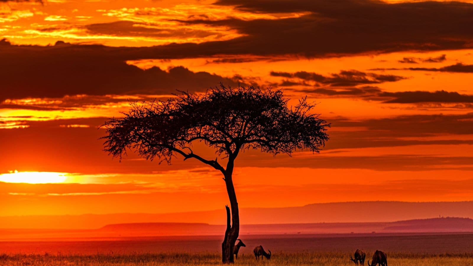 Maasai Mara