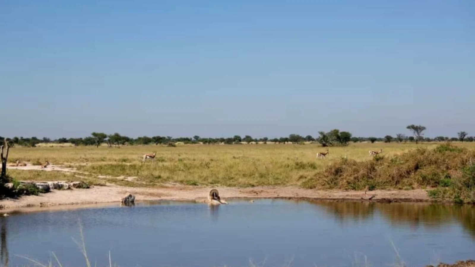 khutse-game-reserve
