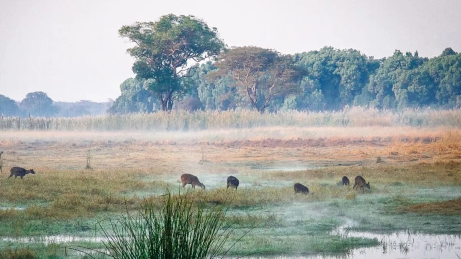 KASANKA NATIONAL PARK