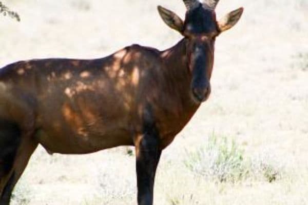 kgalagadi-transfrontier-park