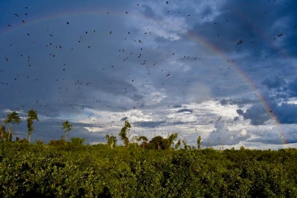 KASANKA NATIONAL PARK