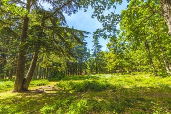 Bissa Forest