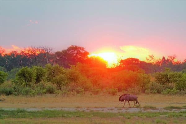 Moremi Game Reserve