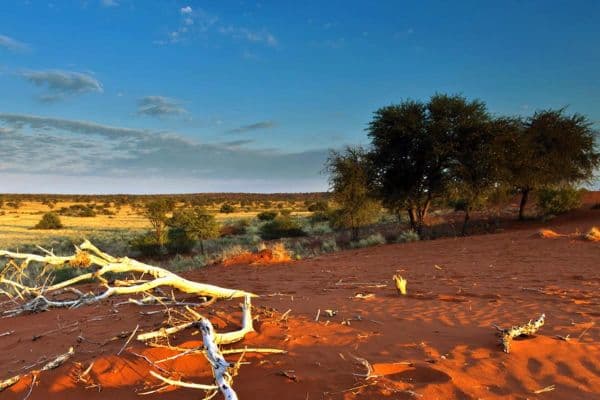 Kgalagadi Transfrontier Park