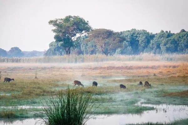 Kasanka National Park