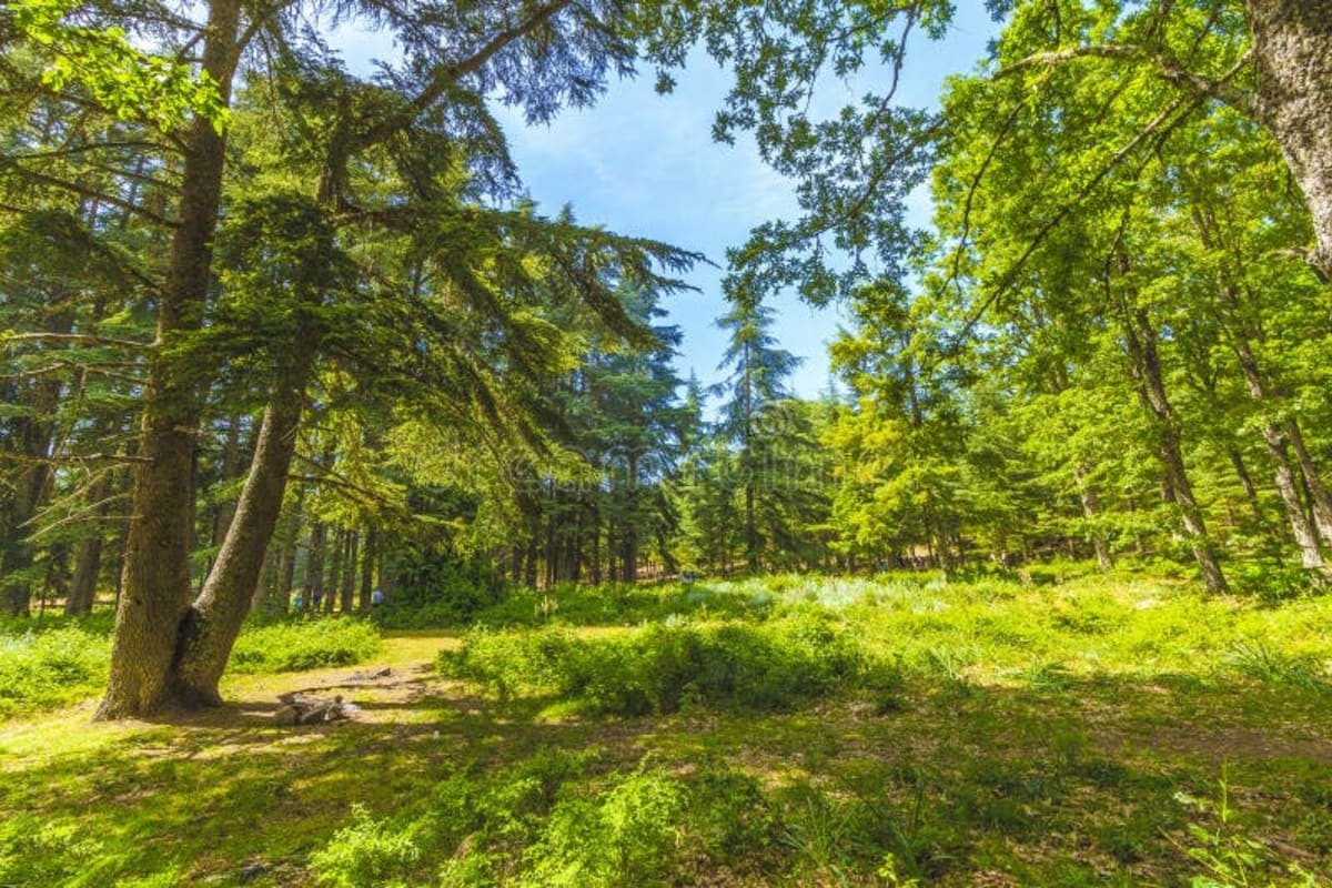 Bissa Forest - photo 1