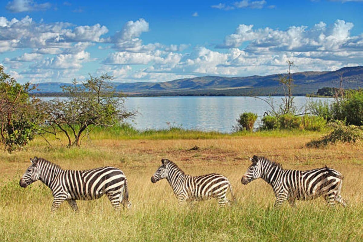 Akagera National Park - photo 1