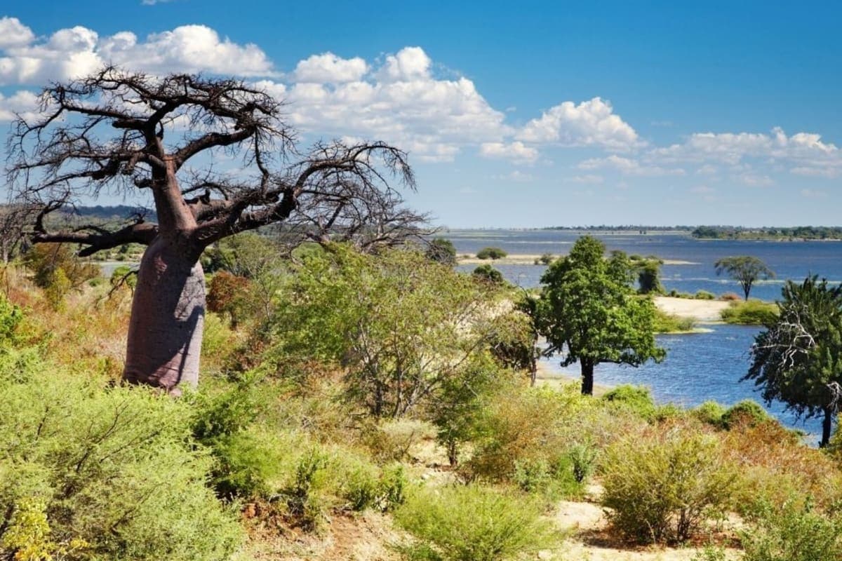 chobe - photo 2