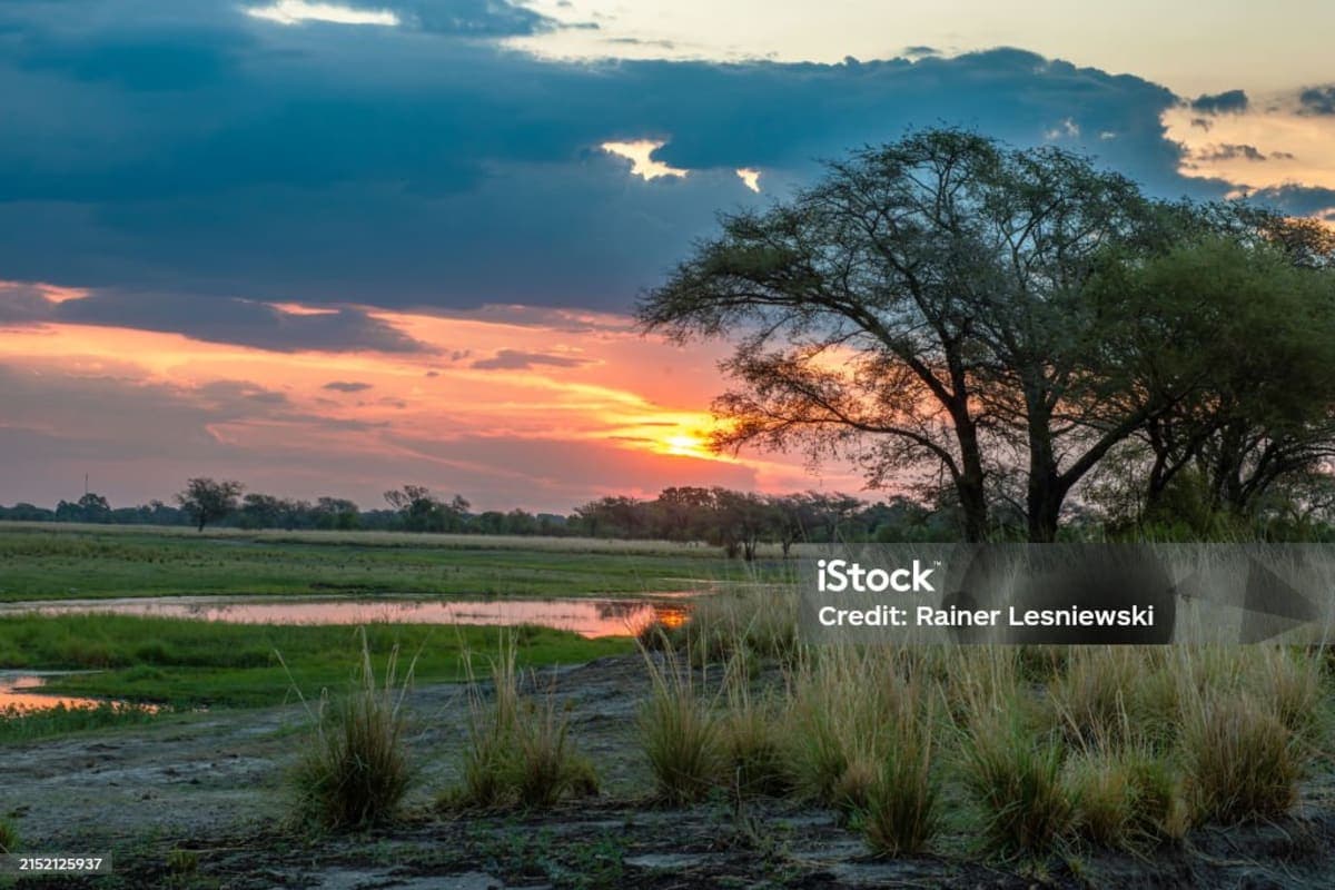 chobe - photo 3