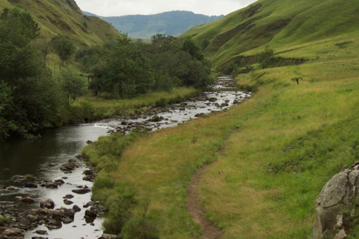 Pungwe - photo 1
